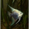 Scalaire mapa blue - Pterophyllum scalare