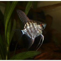 Scalaire jaguar - Pterophyllum scalare