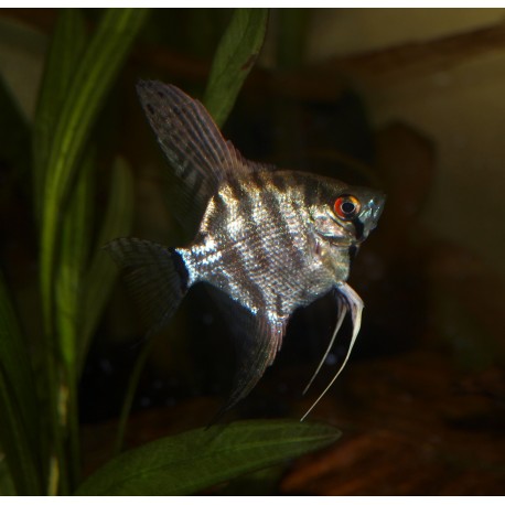 Scalaire jaguar - Pterophyllum scalare