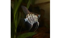 Scalaire jaguar - Pterophyllum scalare