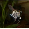 Scalaire jaguar - Pterophyllum scalare