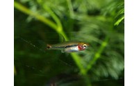 Rasbora moineau - Boraras urophthalmoides