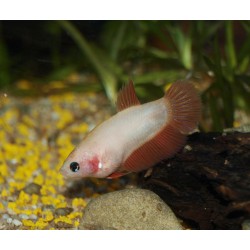 Combattant Cambodge - Betta splendens (FR)