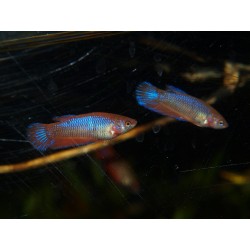 Combattant Red Metal - Betta splendens (FR)