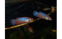 Combattant Red Metal - Betta splendens (FR)