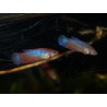 Combattant Red Metal - Betta splendens (FR)