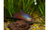 Combattant Red Metal - Betta splendens (FR)