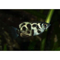 Poisson archer d'eau douce