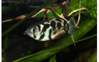 Poisson archer d'eau douce