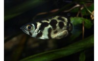 Poisson archer d'eau douce