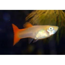 Guppy full red - Poecilia reticulata