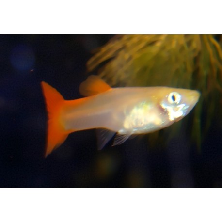Guppy full red - Poecilia reticulata