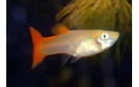 Guppy full red - Poecilia reticulata