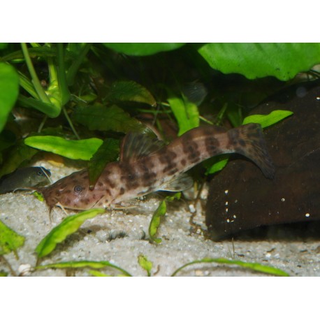 Parauchenoglanis monkei