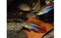 Apistogramma agassizii "blue"