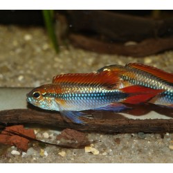 Apistogramma agassizii "blue"