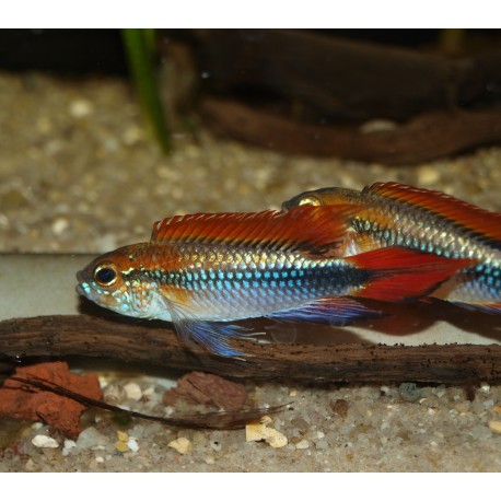Apistogramma agassizii "blue"