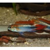 Apistogramma agassizii "blue"