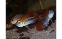 Apistogramma agassizii "blue"