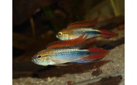 Apistogramma agassizii "blue"
