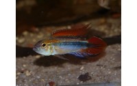 Apistogramma agassizii "blue"