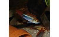 Apistogramma agassizii "blue"