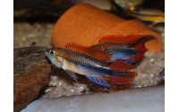 Apistogramma agassizii "blue"