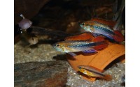 Apistogramma agassizii "blue"