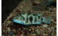 Cichlidé bagnard du Honduras - Amatitlania siquia