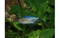 Tétra bleu diamant - Alestopetersius smykalai