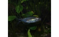 Tétra bleu diamant - Alestopetersius smykalai