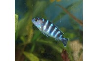 Pseudotropheus demasoni