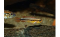 Apistogramma agassizii "blue"