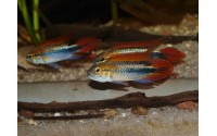 Apistogramma agassizii "blue"