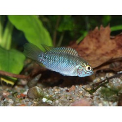 Cichlidé ombrelle - Apistogramma borellii "Paraguay"