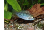 Cichlidé ombrelle - Apistogramma borellii "Paraguay"