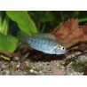 Cichlidé ombrelle - Apistogramma borellii "Paraguay"