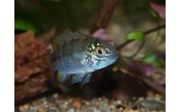 Cichlidé ombrelle - Apistogramma borellii "Paraguay"