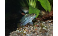 Cichlidé ombrelle - Apistogramma borellii "Paraguay"