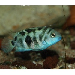 Cichlidé bagnard du Honduras - Amatitlania siquia