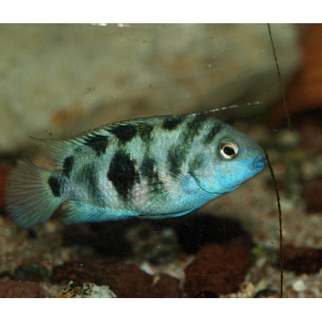 Cichlidé bagnard du Honduras - Amatitlania siquia