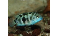 Cichlidé bagnard du Honduras - Amatitlania siquia