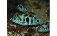 Cichlidé bagnard du Honduras - Amatitlania siquia