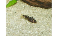 Synodonte nain - Microsynodontis batesii