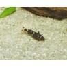 Synodonte nain - Microsynodontis batesii