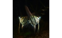 Scalaire Pérou - Pterophyllum scalare