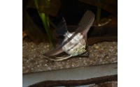 Scalaire Pérou - Pterophyllum scalare