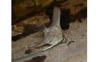 Scalaire Pérou - Pterophyllum scalare