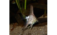 Scalaire Pérou - Pterophyllum scalare