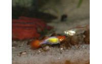 Guppy Red Cap - Poecilia reticulata